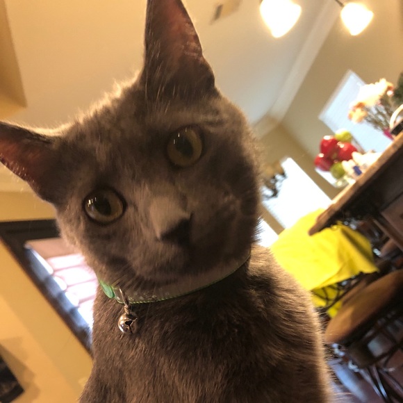 Meet your Posher, Tammi - Picture 1 of 1